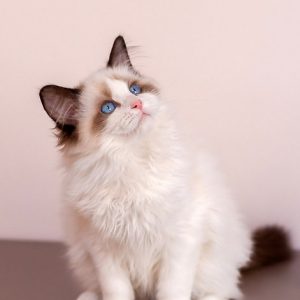 Ragdoll Kitten - Twitch