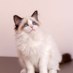 Ragdoll Kitten - Twitch