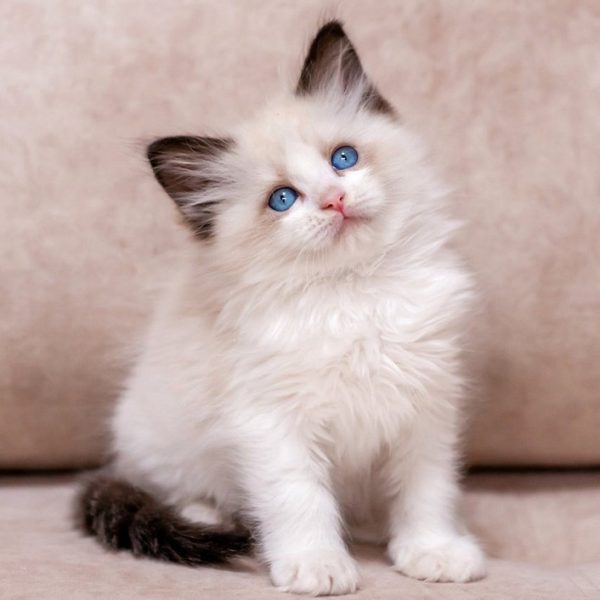 Ragdoll Kitten - Twitch