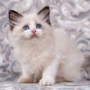 Ragdoll Kitten - Twitch