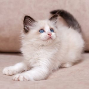 Ragdoll Kitten - Twitch