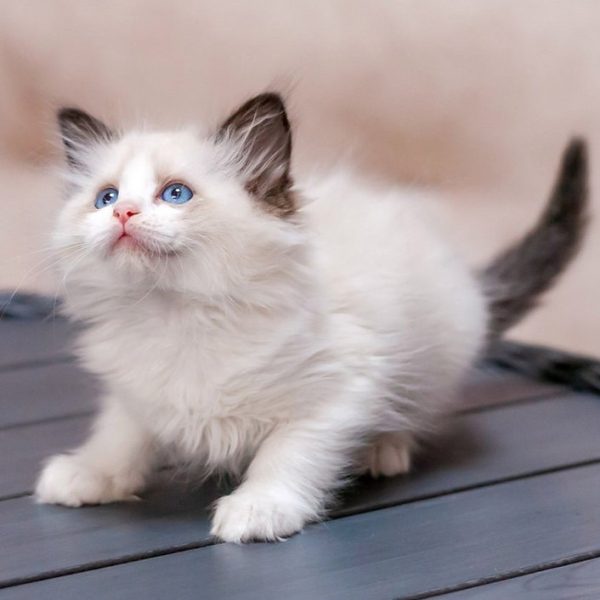 Ragdoll Kitten - Twitch