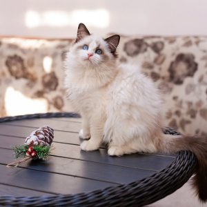 Ragdoll Kitten - Twitch