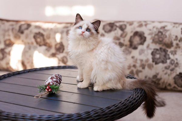 Ragdoll Kitten - Twitch