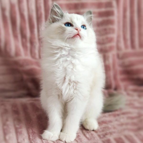 Ragdoll Kitten Vito 2