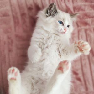 Ragdoll Kitten Vito 3