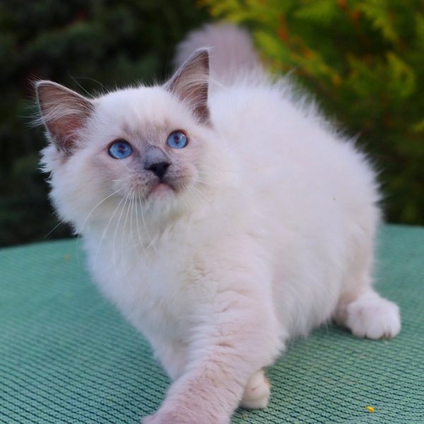 Ragdoll Kitten - Willy