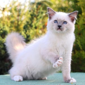 Ragdoll Kitten - Willy