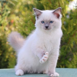 Ragdoll Kitten Willy 2