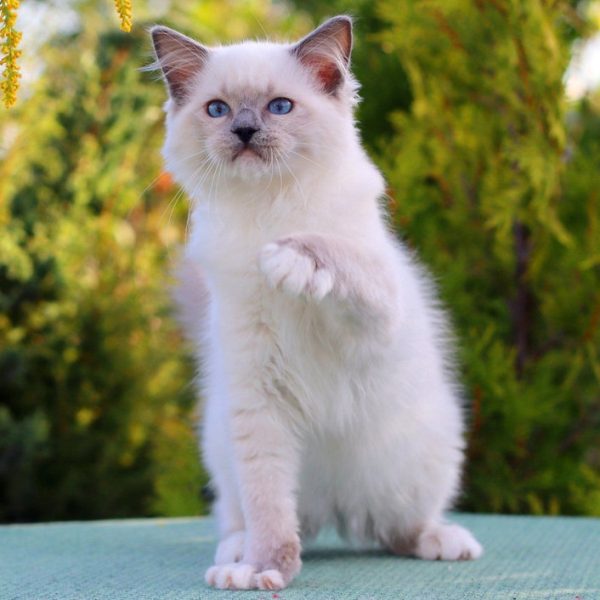 Ragdoll Kitten Willy 3 1