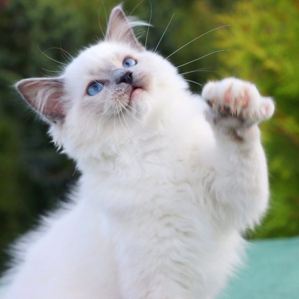 Ragdoll Kitten Willy 4