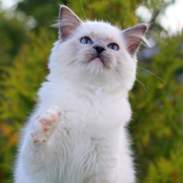 Ragdoll Kitten Willy 5