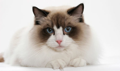 Ragdoll cats for sale