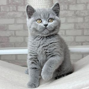 Scottish Kitten - Blitz