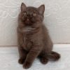 Scottish Kitten - Browni