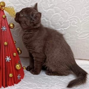 Scottish Kitten Browni 2