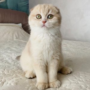 Scottish Kitten - Caramel