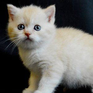 Scottish Kitten - Kethai