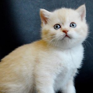 Scottish Kitten Kethai 2