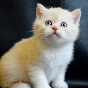 Scottish Kitten - Kethai