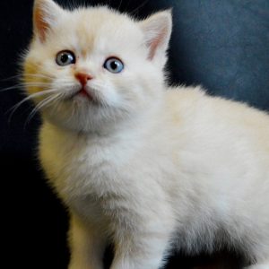 Scottish Kitten Kethai 4