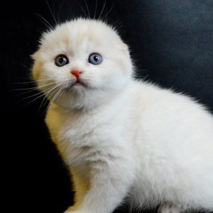 Scottish Kitten Kilala 2