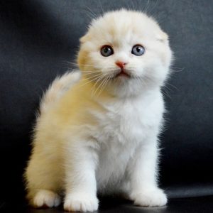 Scottish Kitten Kilala 3