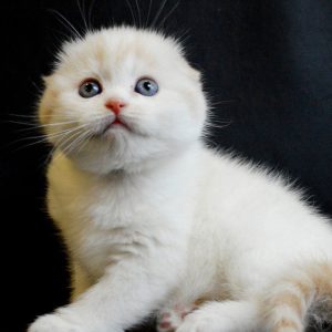 Scottish Kitten Kilala 7