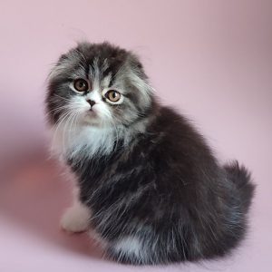 Scottish Kitten - Tike