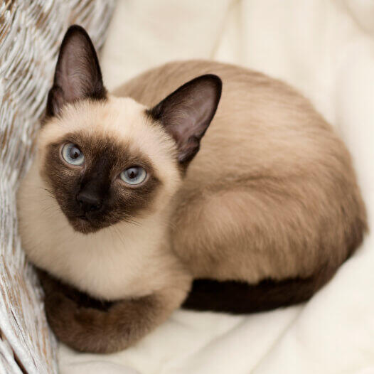 Siamese cats for sale online