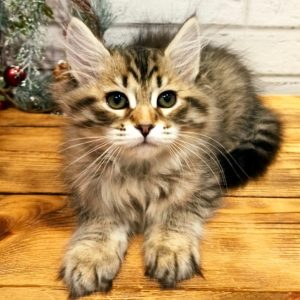 Siberian Kitten - Arieh