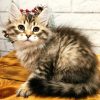 Siberian Kitten - Arieh