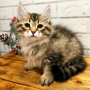 Siberian Kitten Arieh 2