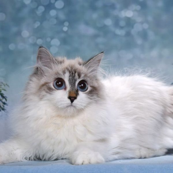 Siberian Kitten - Buttercup