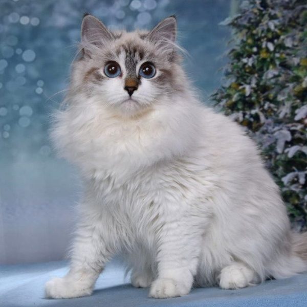 Siberian Kitten Buttercup 2