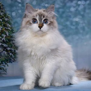 Siberian Kitten - Buttercup