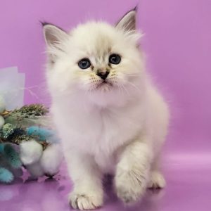 Siberian Kitten Diane 2