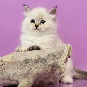 Siberian Kitten Diane 4