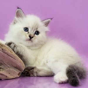 Siberian Kitten Diane 5