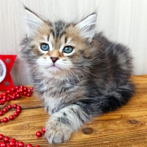 Siberian Kitten - Emily