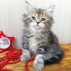 Siberian Kitten - Emily