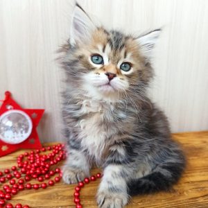 Siberian Kitten Emily 2