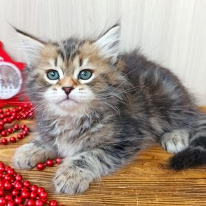 Siberian Kitten Emily 3