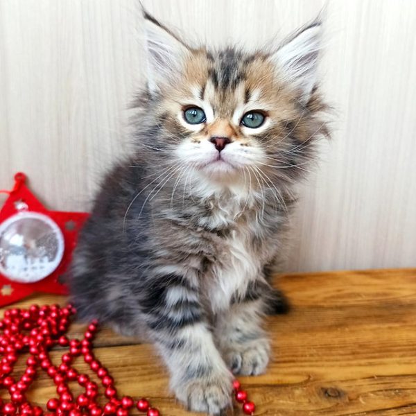 Siberian Kitten Emily 4