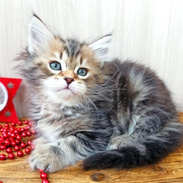 Siberian Kitten Emily 5