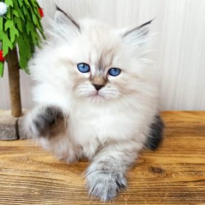 Siberian Kitten Indy 2