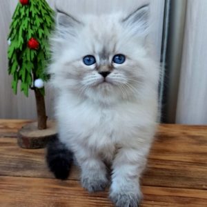 Siberian Kitten Indy 5