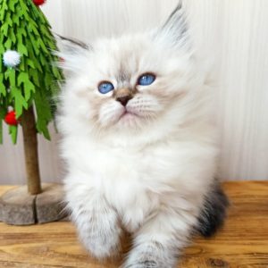 Siberian Kitten Indy 6