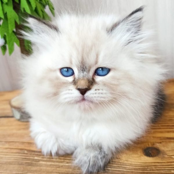 Siberian Kitten - Indy