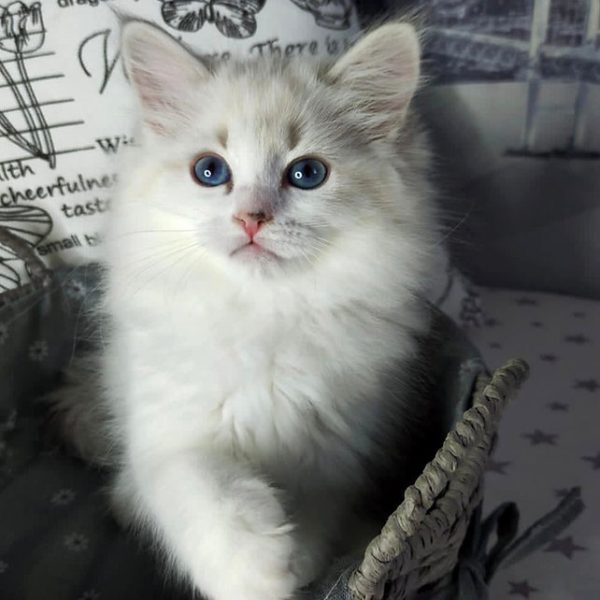 Siberian Kitten - Josie